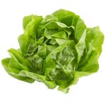 Lechuga-Butterhead-Viva-1-76027