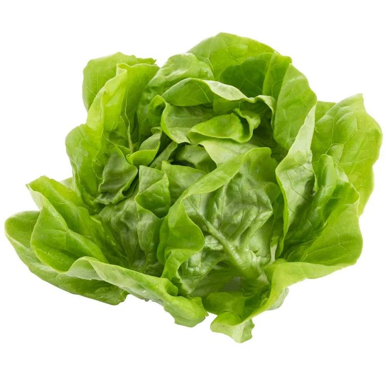 Lechuga-Butterhead-Viva-1-76027