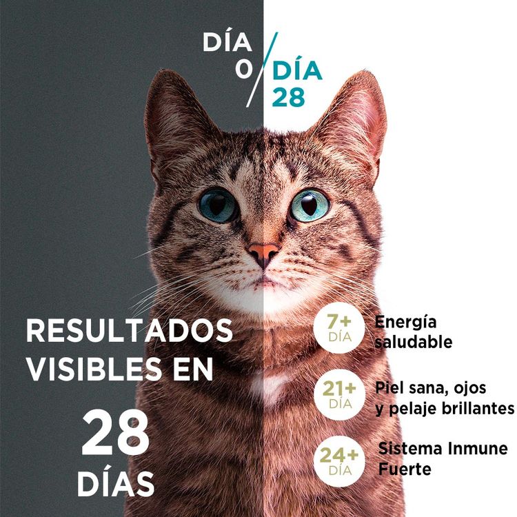 Alimento-para-Gatitos-Purina-One-Pollo-y-Carne-2kg-2-242606