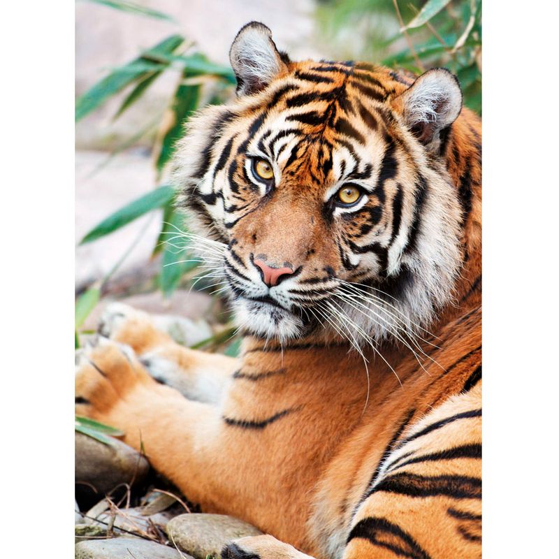 Rompecabezas-1000-Sumatran-Tiger-Square-Box-2-265437