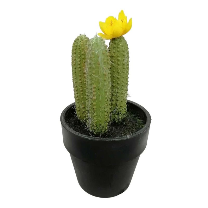 Suculenta-Krea-M-xico-1-276326