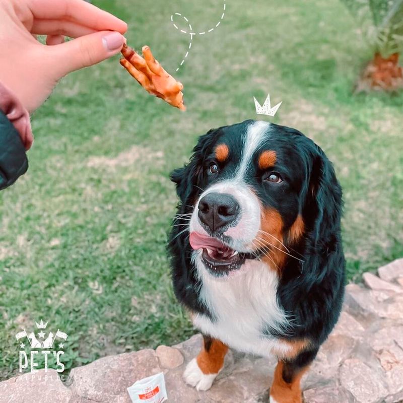 Patas-de-Pollo-Natural-Pets-Republic-Treats-4-33213