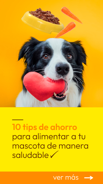 10 tips de ahorro para alimentar a tu mascota de manera saludable